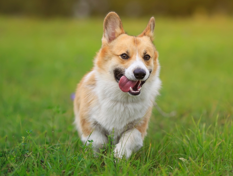 Visalia Pet Hospital