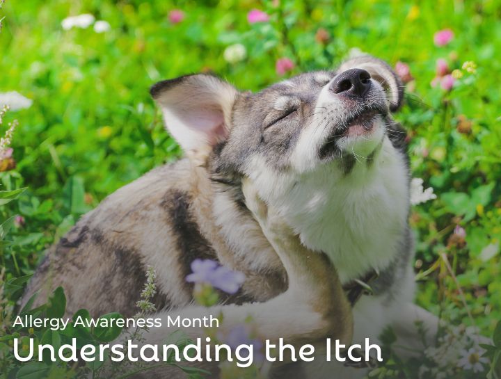 Pet Allergies | Understanding the Itch