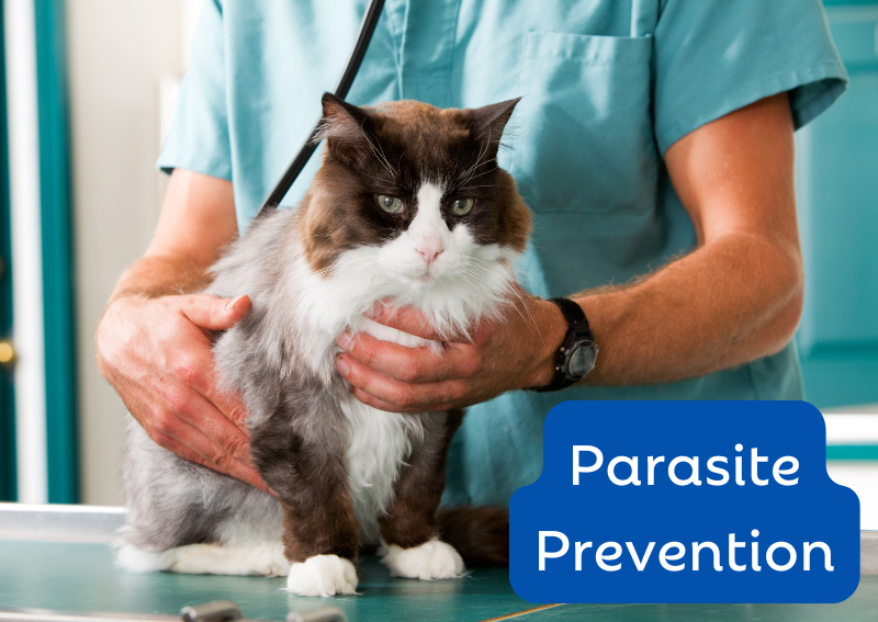 Carousel Slide 4: pet parasite prevention