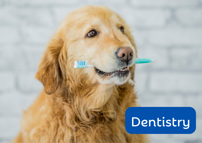 Carousel Slide 5: Ask about our expert veterinary dental care