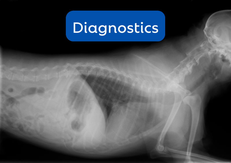 Carousel Slide 6: Offering advanced veterinary x-rays from our in-house laboratory